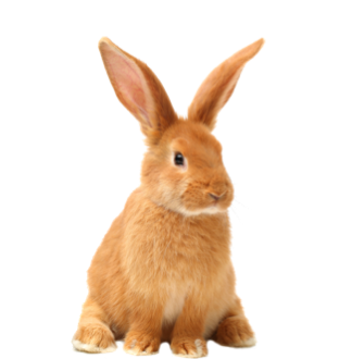 Conejos