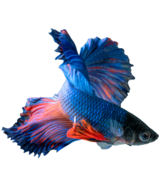Peces